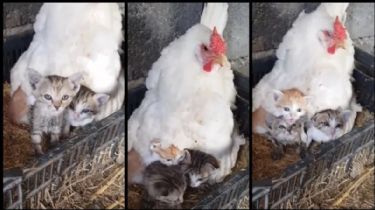 Una gallina adoptó a 3 gatitos y los cuida como si fueran sus pollitos