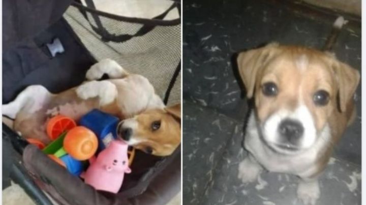 Le robaron la mascota a su hijo y ahora piden ayuda para su búsqueda
