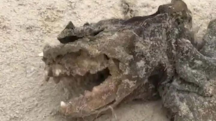 Escalofriante: encontraron los huesos de un 'monstruo extraterrestre'