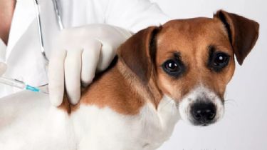 En Rivadavia arrancó la vacunación a mascotas gratis: mirá en donde