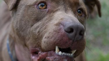 Horror: un pitbull atacó hasta la muerte a un niño de 2 años