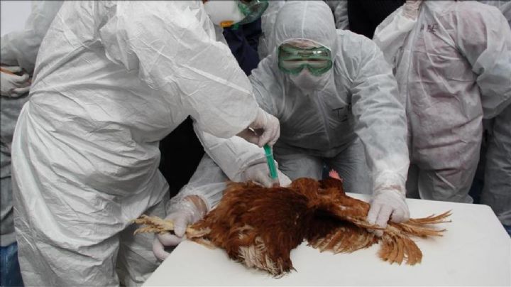 Alerta mundial por el primer caso de una nueva cepa de gripe aviar