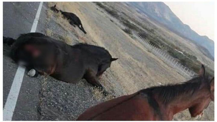 Pudo ser trágico: una mujer embistió a una tropilla de caballos en la ruta
