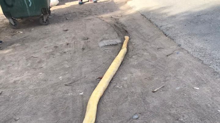 Increíble: hallaron una serpiente de más de 3 metros en la calle
