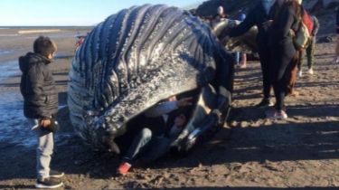 Insólito: se metieron en la boca de una ballena muerta para sacarse fotos