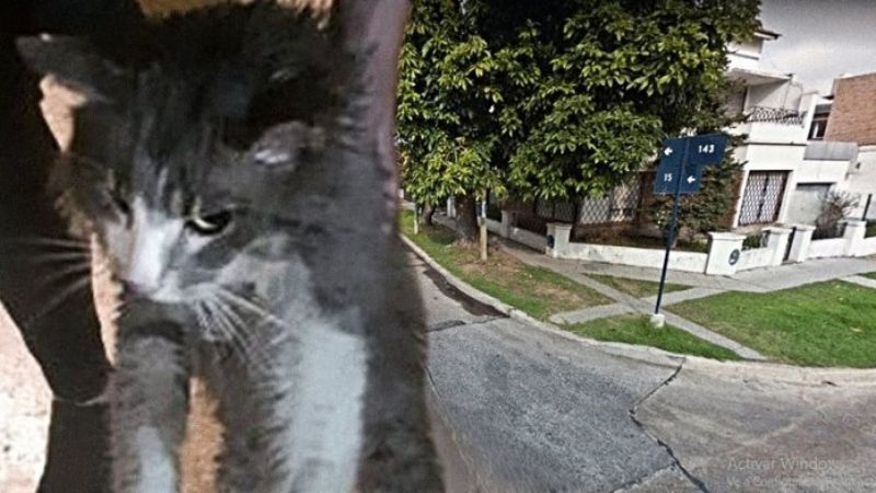 Terror: metió a un gatito en un balde con gasoil y aceite