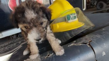 Emotivo rescate en Pocito: bombera sacó a un perrito de un pozo y lo adoptó