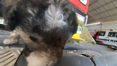 Emotivo rescate en Pocito: bombera sacó a un perrito de un pozo y lo adoptó