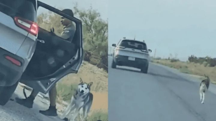 Video desgarrador: así abandonaron a un perro en la ruta