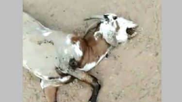 ¿Apareció el chupacabras?: una extraña criatura mató a un rebaño completo
