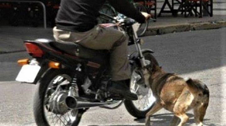 Por esquivar un perro, un motociclista terminó herido y hospitalizado