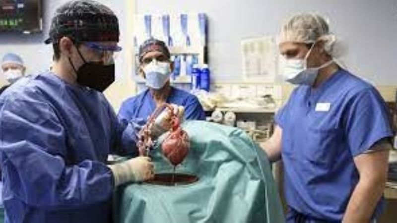 Hito científico: se trasplantó con éxito un corazón de cerdo en un humano