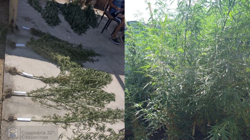Lo buscaban por 'robacables' y lo atraparon con casi 30 plantas de marihuana