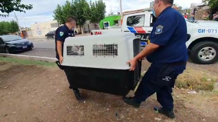 Video: así retiraban los perros que mordieron al nene de 3 años