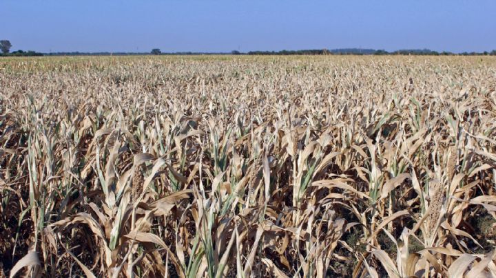 Sequía: advierten por la falta trigo en el mercado interno si no se cierran la exportaciones