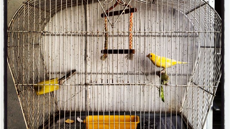Desvalijaron la casa de dos jubilados: les robaron hasta los canarios
