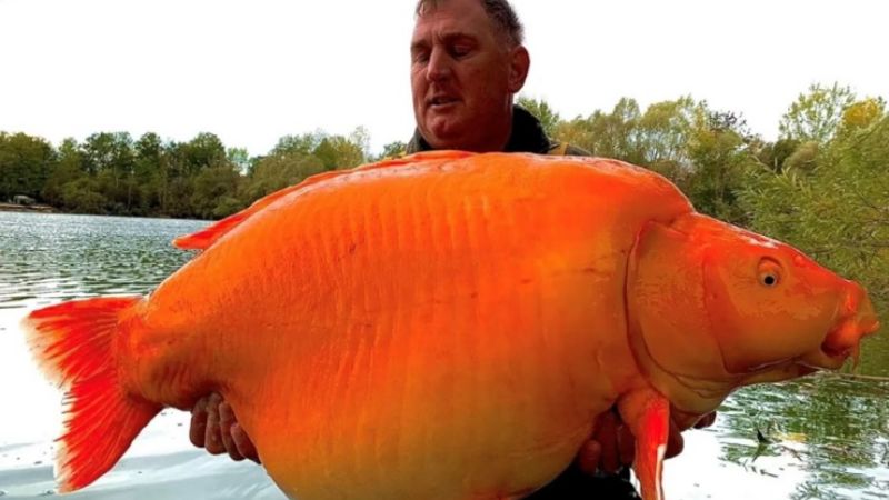 Tras un duro combate, atrapó al pez dorado más grande del mundo