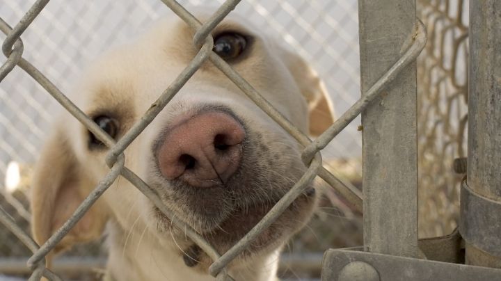 Rescate perruno: salvaron a canes que estaban enjaulados en un criadero ilegal