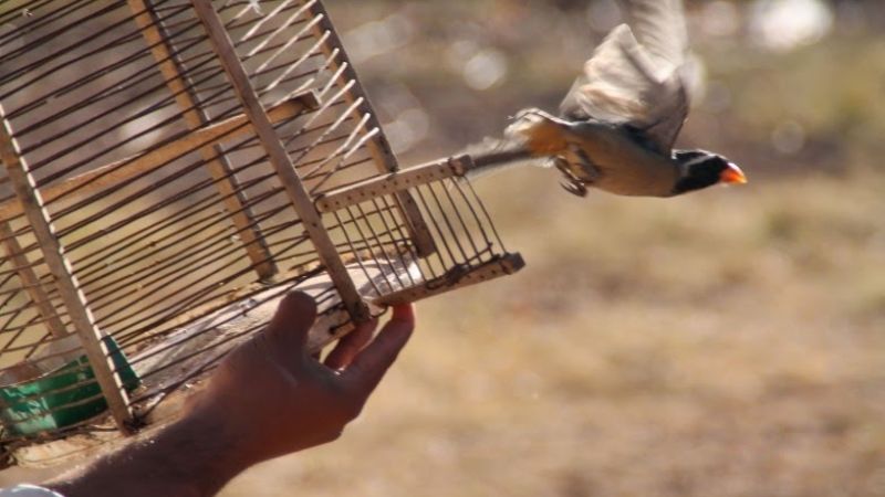 En los últimos 9 meses se reinsertaron 205 aves rescatadas del comercio clandestino