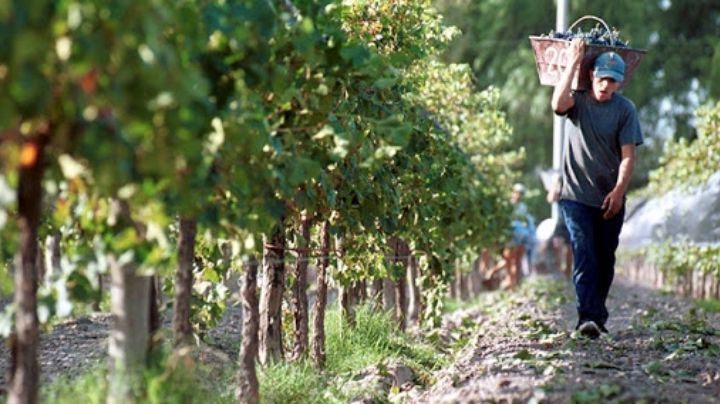 Trabajadores de viñas y bodegas acordaron una suba salarial del 57%