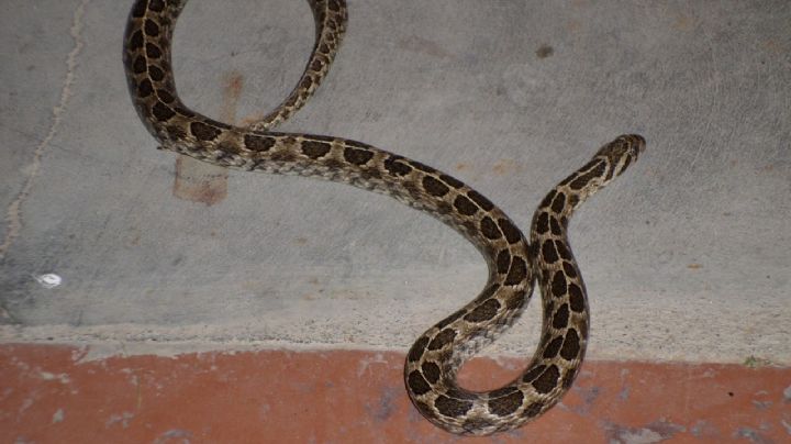 Dolor puro: una serpiente mordió a una abuela en 25 de Mayo