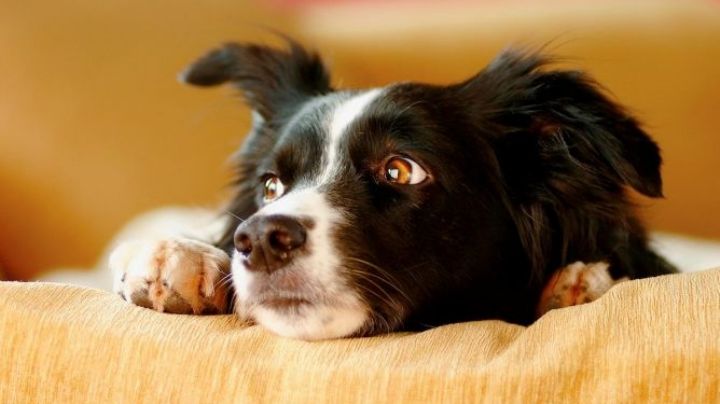 Trastornos psicológicos de los perros: qué son y quiénes pueden tratarlos