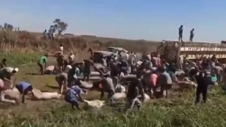 Video: volcó un camión con chanchos y los vecinos se los robaron a la fuerza
