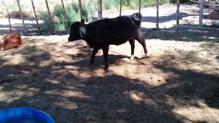 Mala leche en Barreal: se robaron una vaca y los dueños buscan recuperarla