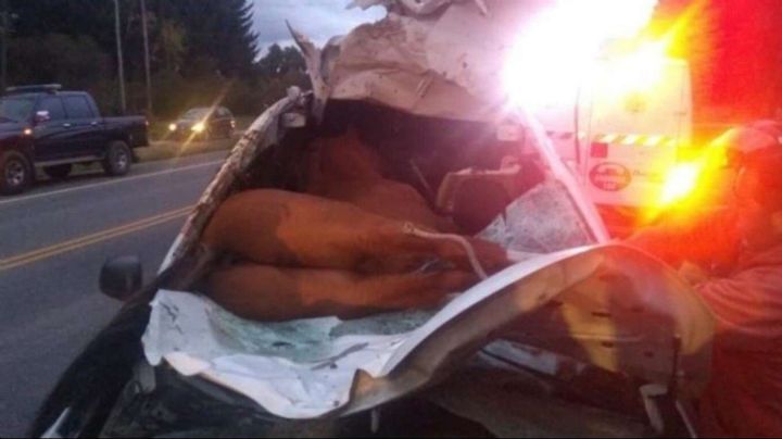 Un auto chocó con un caballo en Zonda y hay 3 mujeres heridas