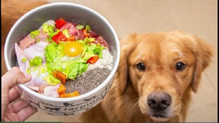 Cómo alimentar al perro a bajo costo, explicado por un especialista sanjuanino