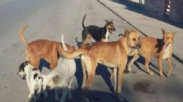 Rivadavia, tierra de ataques de perros callejeros