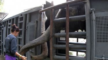 La emotiva llegada de las elefantas Pocha y Guillermina a Brasil