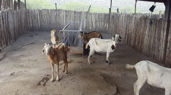 Le robaron tres cabras en Jáchal y las hallaron en el lugar menos pensado