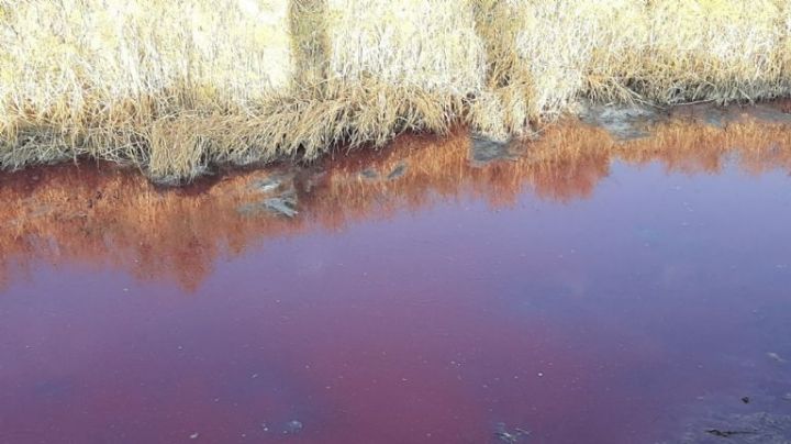 Río de 'sangre' en Sarmiento: los responsables recibirían una multa millonaria