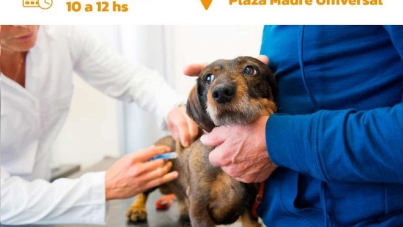 Operativo en Rivadavia: este lunes desparasitarán y vacunarán mascotas