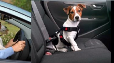 Mirá cuál es la forma correcta para llevar a tu perro en el auto