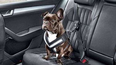 Mirá cuál es la forma correcta para llevar a tu perro en el auto