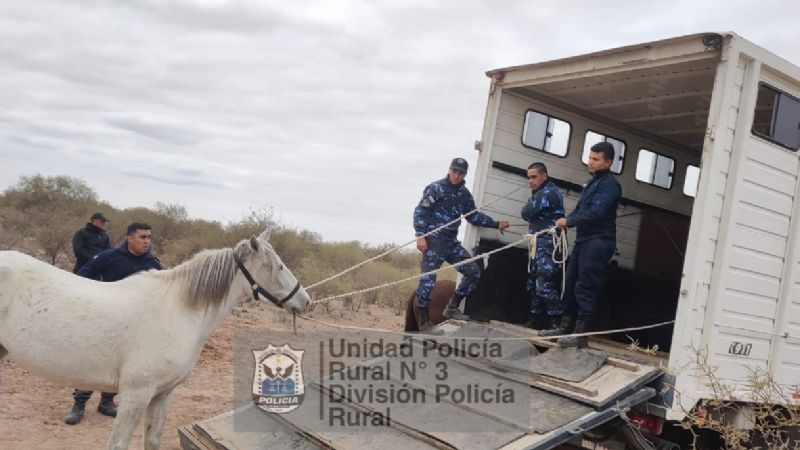 Cayeron dos sanjuaninos involucrados en la faena clandestina de caballos