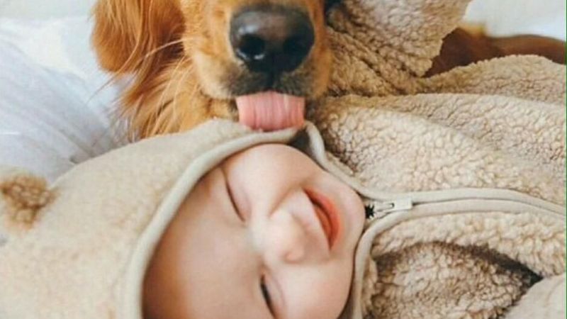 Porqué no es recomendable que los perros lengüeteen a los bebés