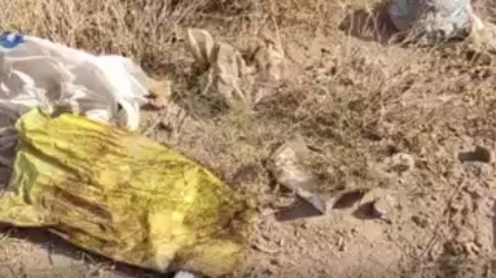 Indignante: descubrieron un cementerio de perros mutilados en Rawson