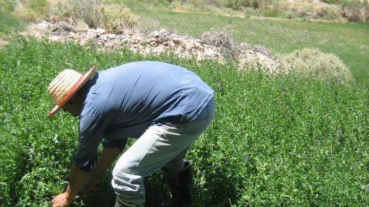 Buscan fortalecer la producción hortícola de 200 familias de San Martín