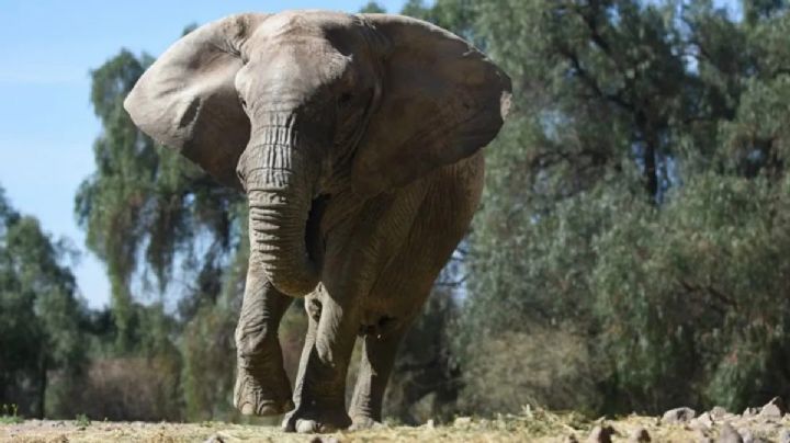Kenia, la elefanta se prepara para ser trasladada a un santuario en Brasil