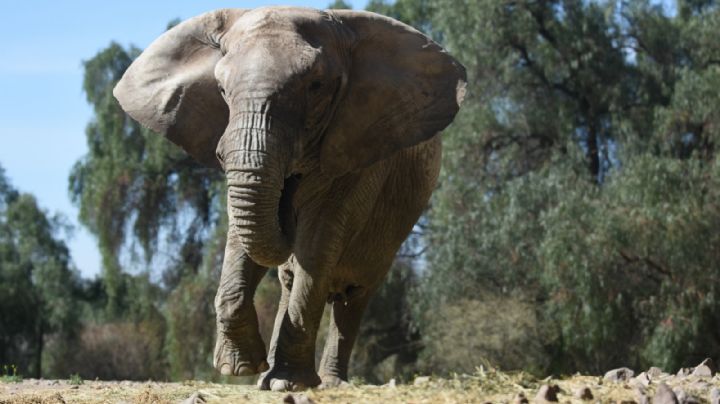 La elefanta Kenya cada vez más cerca de su libertad, ya hay fecha de traslado