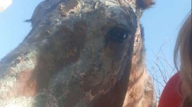 Murió Corchito, uno de los caballos afectados por el incendio en el Parque Sarmiento