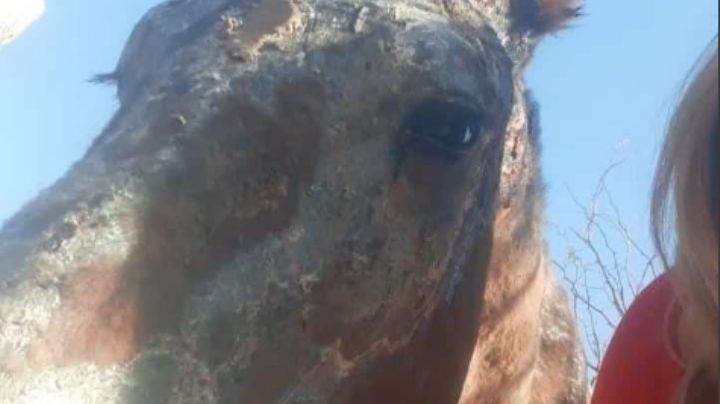 Murió Corchito, uno de los caballos afectados por el incendio en el Parque Sarmiento