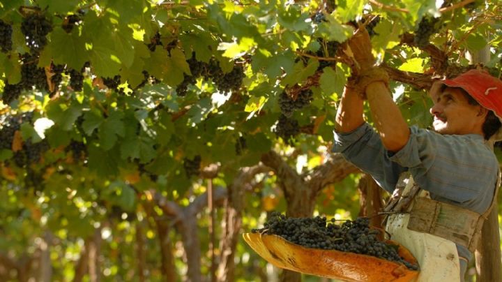 Ponen en valor variedades de uva criolla para la producción de vino