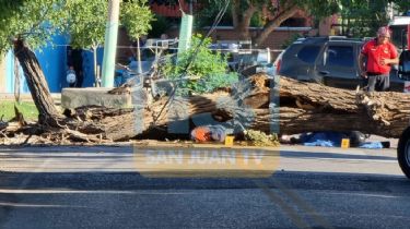 Un árbol aplastó a un motorista: el sobreviviente tiene 19 años y está internado
