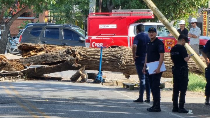 Muerte por la caída de un árbol: 'A 120 metros ayer habíamos retirado uno'