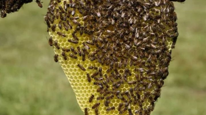 Tremendo: murió al ser atacado por un enjambre de abejas