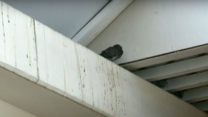 Las palomas copan los techos en el interior del Centro Cívico